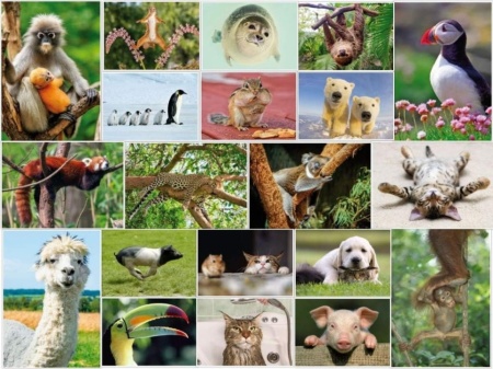 Set 100 Cărți Poștale cu Animale Edition Colibri, Toate Diferite, Finisaj Lucios cu Lac UV, Ideale pentru Colecționari, Școli sau Postcrossing - Img 2