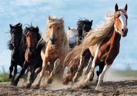 PUZZLE TREFL 1000 CAI LA GALOP - Img 2
