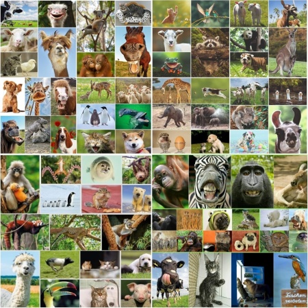 Set 100 Cărți Poștale cu Animale Edition Colibri, Toate Diferite, Finisaj Lucios cu Lac UV, Ideale pentru Colecționari, Școli sau Postcrossing - Img 6