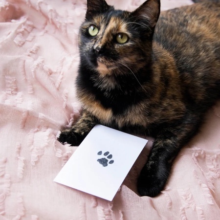 Tampon cu Cerneală Clean-Touch pentru Amprente Lăbuțe de Animale (Câini și Pisici), Set pentru Pătuțe de 5.7 x 8.9 cm, 100% Fără Murdărie, Include 2 Carduri - Img 8