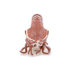 PAPO FIGURINA NAUTILUS - Img 3
