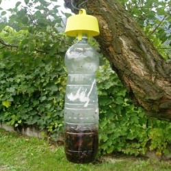Set 5 Capace Capcană pentru Insecte TAP-TRAP, cu Momeală Naturală, pentru Muște, Viespi, Hornete și Alte Insecte, Utilizare Exterior, Galben - Img 2