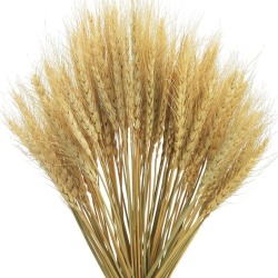 Set 50 Spice de Grâu Naturale Uscate pentru Decorațiuni, Buchete Flori Uscate Stil Bohemian și Rustic, Plante Naturale pentru Aranjamente Nunți, Mese Festive și Decor Interior Casă