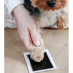 Tampon cu Cerneală Clean-Touch pentru Amprente Lăbuțe de Animale (Câini și Pisici), Set pentru Pătuțe de 5.7 x 8.9 cm, 100% Fără Murdărie, Include 2 Carduri - Img 3