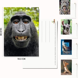 Set 100 Cărți Poștale cu Animale Edition Colibri, Toate Diferite, Finisaj Lucios cu Lac UV, Ideale pentru Colecționari, Școli sau Postcrossing - Img 7