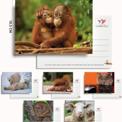 Set 100 Cărți Poștale cu Animale Edition Colibri, Toate Diferite, Finisaj Lucios cu Lac UV, Ideale pentru Colecționari, Școli sau Postcrossing - Img 4