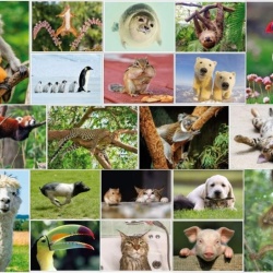 Set 100 Cărți Poștale cu Animale Edition Colibri, Toate Diferite, Finisaj Lucios cu Lac UV, Ideale pentru Colecționari, Școli sau Postcrossing - Img 2