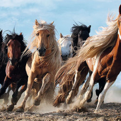 PUZZLE TREFL 1000 CAI LA GALOP - Img 2