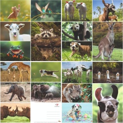 Set 100 Cărți Poștale cu Animale Edition Colibri, Toate Diferite, Finisaj Lucios cu Lac UV, Ideale pentru Colecționari, Școli sau Postcrossing - Img 3