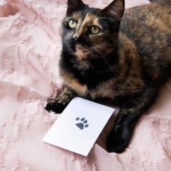 Tampon cu Cerneală Clean-Touch pentru Amprente Lăbuțe de Animale (Câini și Pisici), Set pentru Pătuțe de 5.7 x 8.9 cm, 100% Fără Murdărie, Include 2 Carduri - Img 8