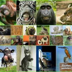 Set 100 Cărți Poștale cu Animale Edition Colibri, Toate Diferite, Finisaj Lucios cu Lac UV, Ideale pentru Colecționari, Școli sau Postcrossing
