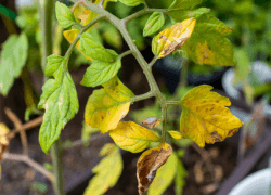 Fungicide