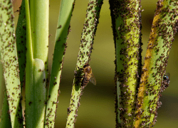 Insecticide, Acaricide