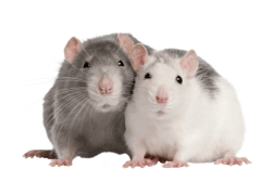 Raticide