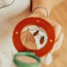 Cutia pentru insecte a micului colectionar naturalist – Moulin Roty