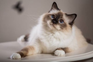 Eliberare Pasapoarte catei si pisici- Gata de aventură!
