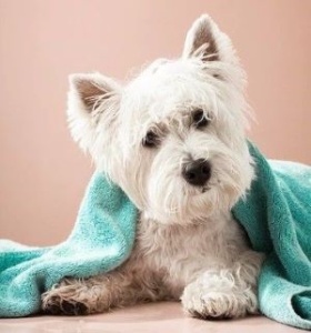 Pachete Frizerie si Cosmetica canina in cabinetul din Clinceni