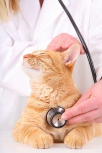 Tratamente veterinare