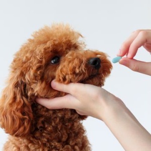Farmacia Adorapet