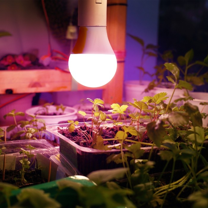 Bec LED crestere plante Planty GS, E27, 11W, lumina roz 1200K, 285lm, Kobi Design - 1 | YEO