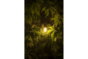 Bec Vintage LED 0.5W(6W), dulie E27, lumina calda(2700 K), 50 lm, GTV [4]- savelectro.ro
