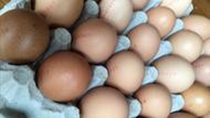 Oua gaina (pachet 10 buc)