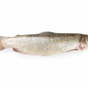 Păstrăv eviscerat (1 kg - calib. 200 - 280g) - livrare doar în Sibiu
