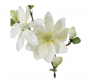 Cvet magnolija - Img 1