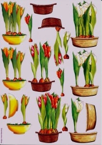 Hans Elsenburg knipvel tulpen (Locatie: 1405)