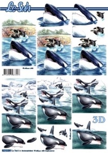 Le Suh knipvel orka 8215539 (Locatie: 5639)