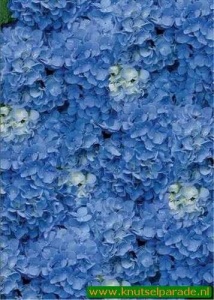 Perkament vellum hortensia blauw 61754 (Locatie: 4412)