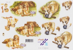 Nouvelle knipvel honden 821557 (Locatie: 2761)