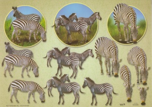 TBZ knipvel zebra 504320 (Locatie: 0231)