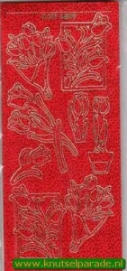 Tulpen rood XP 6509 (Locatie: B084 )