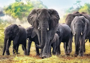 PUZZLE TREFL 1000 ELEFANTI AFRICANI - Img 2