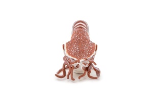 PAPO FIGURINA NAUTILUS - Img 3