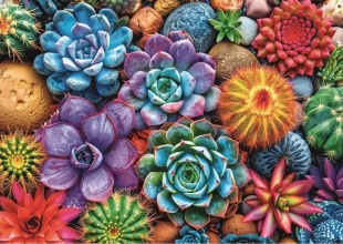 PUZZLE TREFL 1000 SUCULENTE COLORATE CU POSTER INCLUS - Img 2