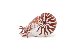 PAPO FIGURINA NAUTILUS - Img 5