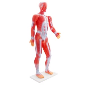 Mulaj sistem muscular 85 cm