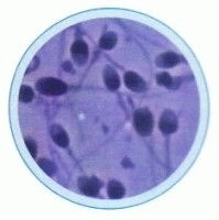 Set lame histologie umana II - 10 lame