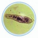 Set lame protozoare (protiste) 10 lame