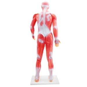 Mulaj sistem muscular 85 cm - Img 2