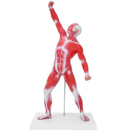 Mulaj sistem muscular 50 cm