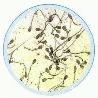 Set lame histologia generala - structura organelor – 25 lame