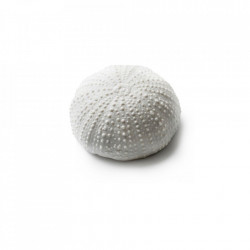 Mini Sea Urchin gloss/matt 6cm V0122-0056