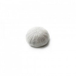 Mini Sea Urchin gloss/matt 5.5cm V0122-0055