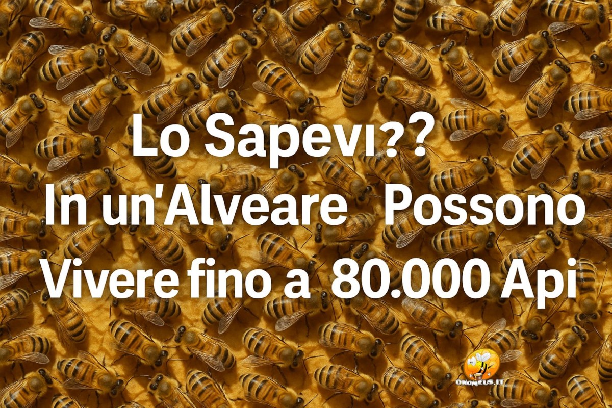 Lo Sapevi? In un’Alveare Possono Vivere fino a 80.000 Api!
