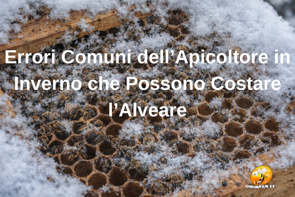 Errori Comuni dell’Apicoltore in Inverno che Possono Costare l’Alveare