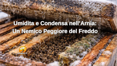 Umidita e Condensa nell’Arnia: Un Nemico Peggiore del Freddo