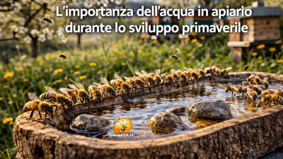 L'importanza dell'acqua in apiario durante lo sviluppo primaverile